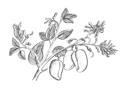 griffonia simplicifolia