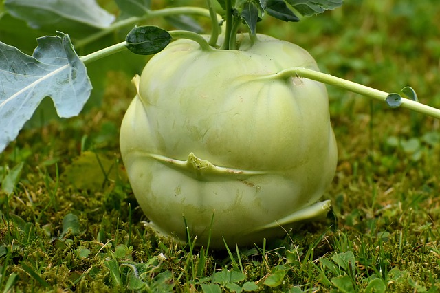 kohlrabi