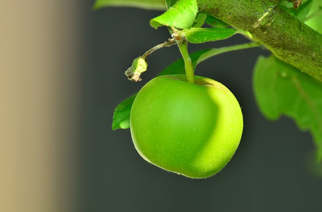 Grüne Äpfel gehören zu den Leptin aktivierenden Lebensmitteln